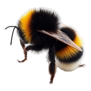 Dikke behaarde hommel met zwart-gele band en witte achterkant